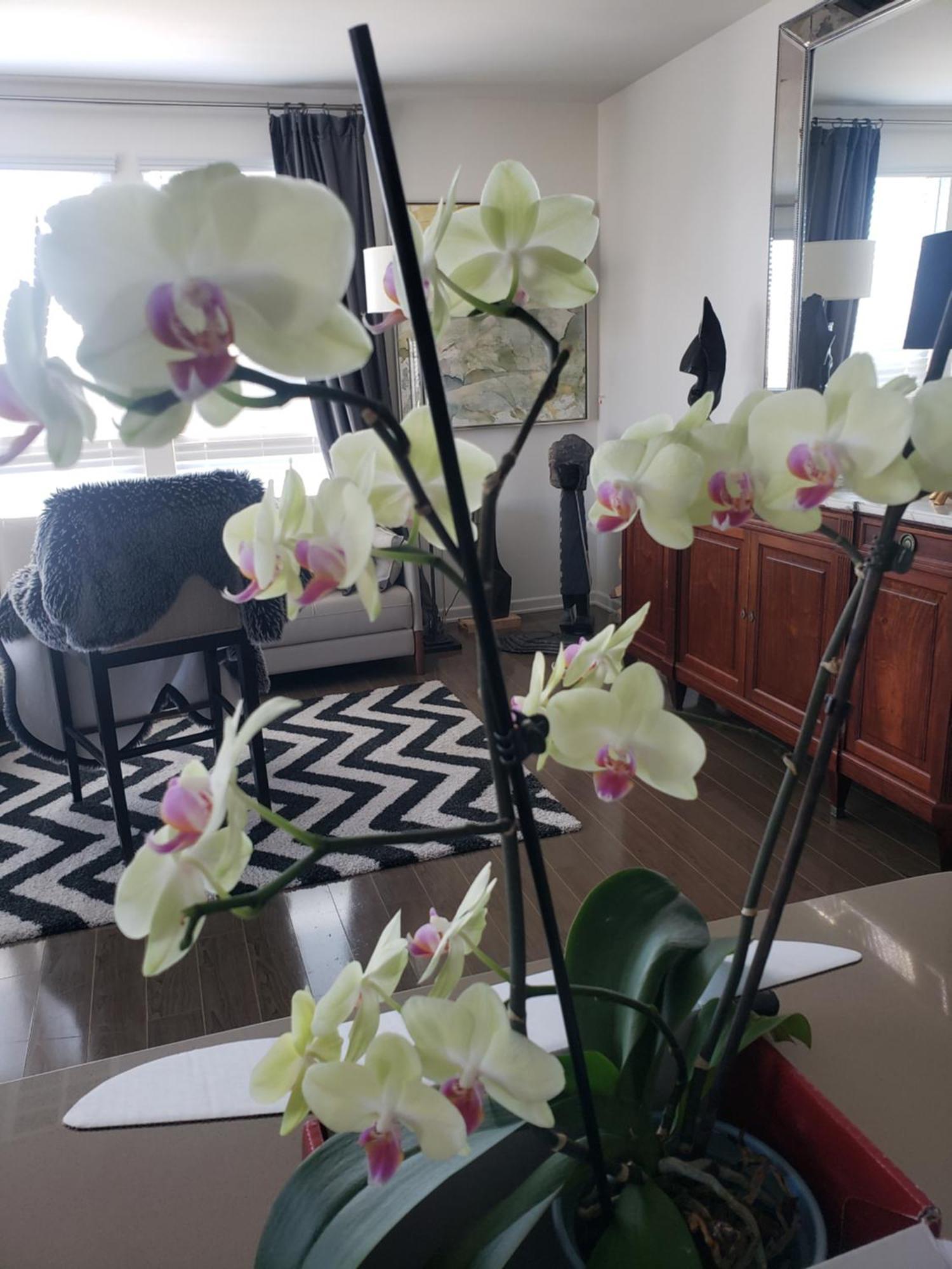 Penthouse Dreams Apartment Ървайн Екстериор снимка